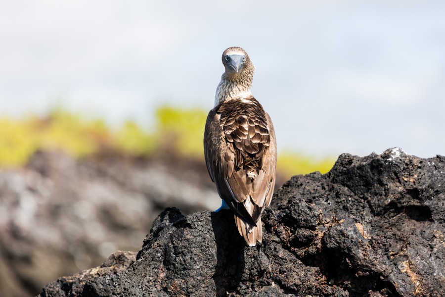 Piquero patiazul (Sula nebouxii), Las Bachas, isla Santa Cruz, islas Galápagos, Ecuador, 2015-07-23, DD 16