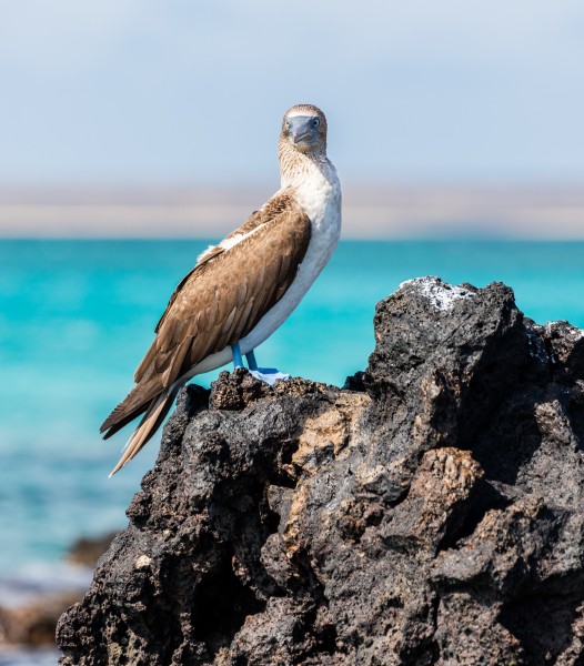 Piquero patiazul (Sula nebouxii), Las Bachas, isla Santa Cruz, islas Galápagos, Ecuador, 2015-07-23, DD 18