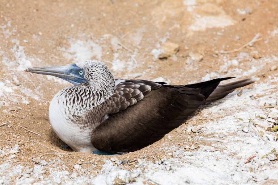 Piquero patiazul (Sula nebouxii), Punta Pitt, isla de San Cristóbal, islas Galápagos, Ecuador, 2015-07-24, DD 37