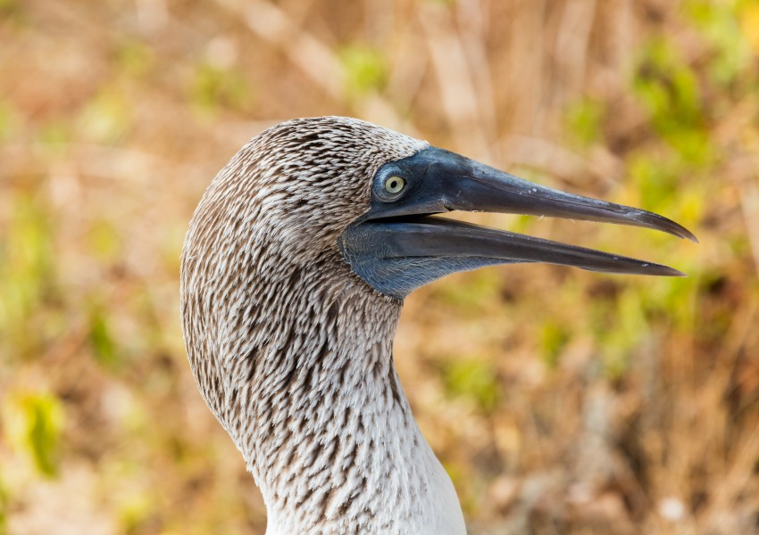 Piquero patiazul (Sula nebouxii), Punta Pitt, isla de San Cristóbal, islas Galápagos, Ecuador, 2015-07-24, DD 42