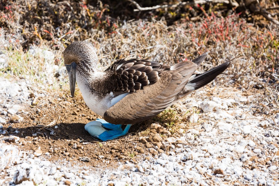 Piquero patiazul (Sula nebouxii), Punta Pitt, isla de San Cristóbal, islas Galápagos, Ecuador, 2015-07-24, DD 50