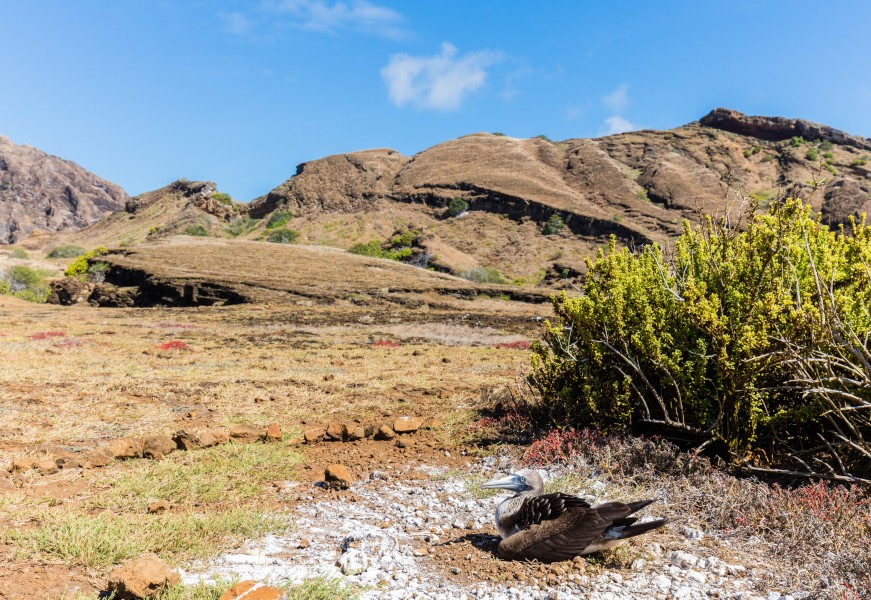 Piquero patiazul (Sula nebouxii), Punta Pitt, isla de San Cristóbal, islas Galápagos, Ecuador, 2015-07-24, DD 52