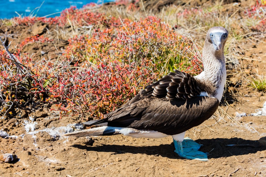 Piquero patiazul (Sula nebouxii), Punta Pitt, isla de San Cristóbal, islas Galápagos, Ecuador, 2015-07-24, DD 66