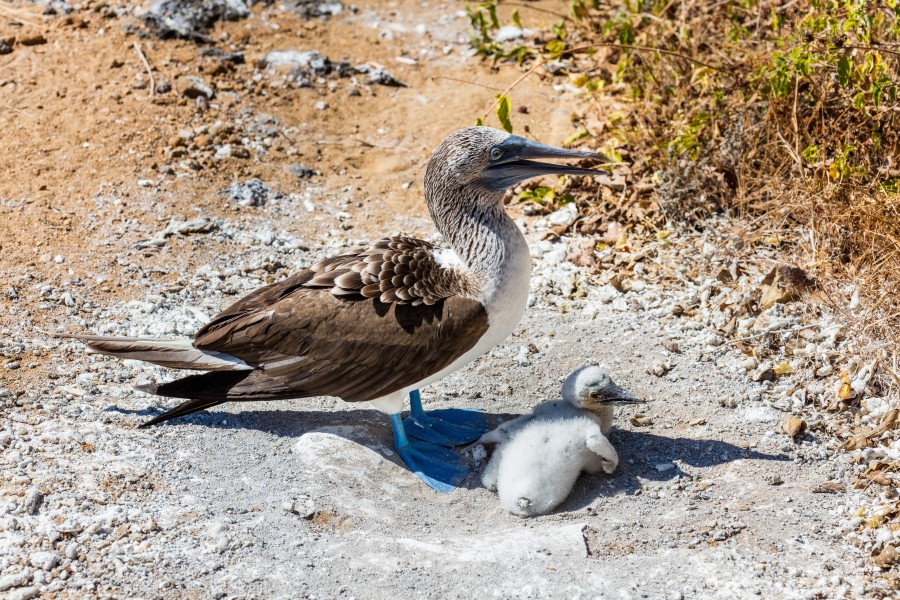 Piquero patiazul (Sula nebouxii), Punta Pitt, isla de San Cristóbal, islas Galápagos, Ecuador, 2015-07-24, DD 72