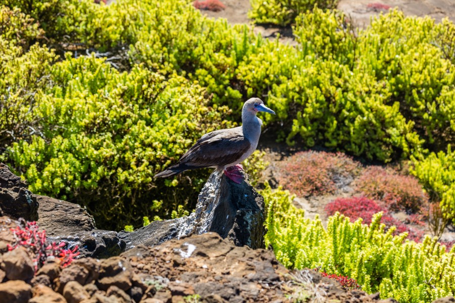 Piquero patirrojo (Sula sula), Punta Pitt, isla de San Cristóbal, islas Galápagos, Ecuador, 2015-07-24, DD 64