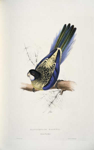 Platycercus venustus -Platycercus brownii Brown's Parrakeet -by Edward Lear 1812-1888
