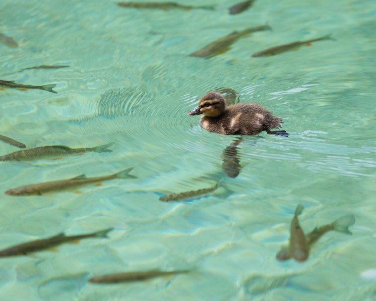 a duckling at Plitvice Lakes, Croatia, July 2014, picture 10