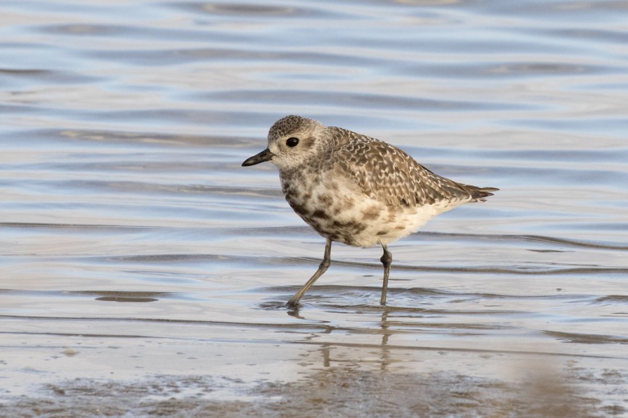 Pluvialis squatarola - Grey plover, Mersin 2016-12-11 01-3
