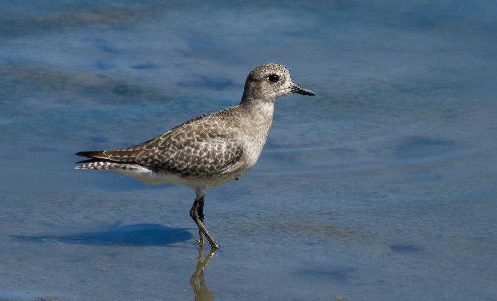 Pluvialis squatarola, Richardson Bay