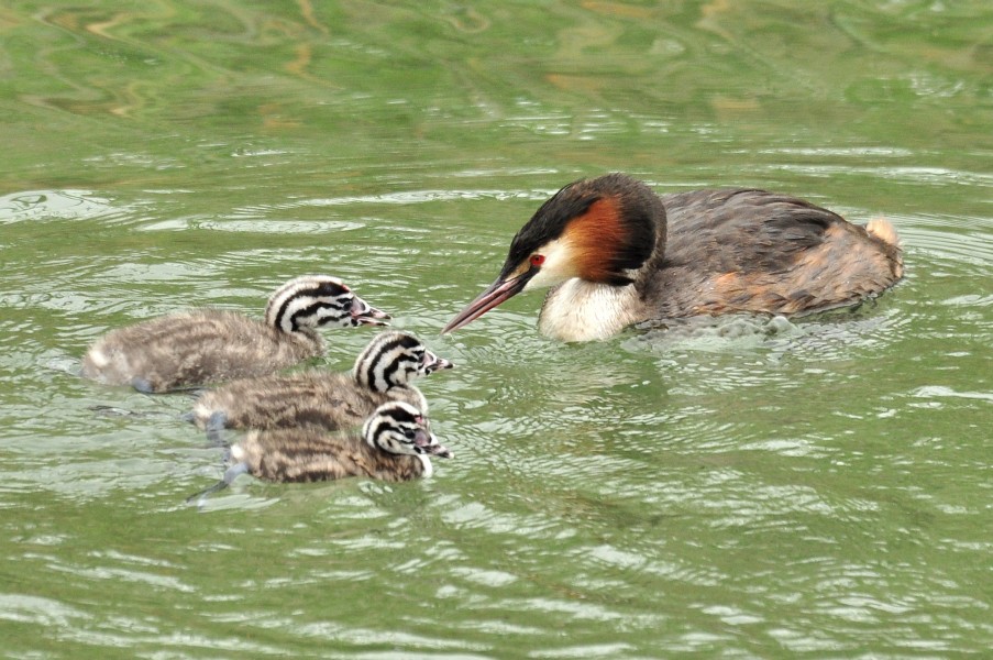 Podiceps cristatus - Holzbrücke 2011-06-09 17-25-08
