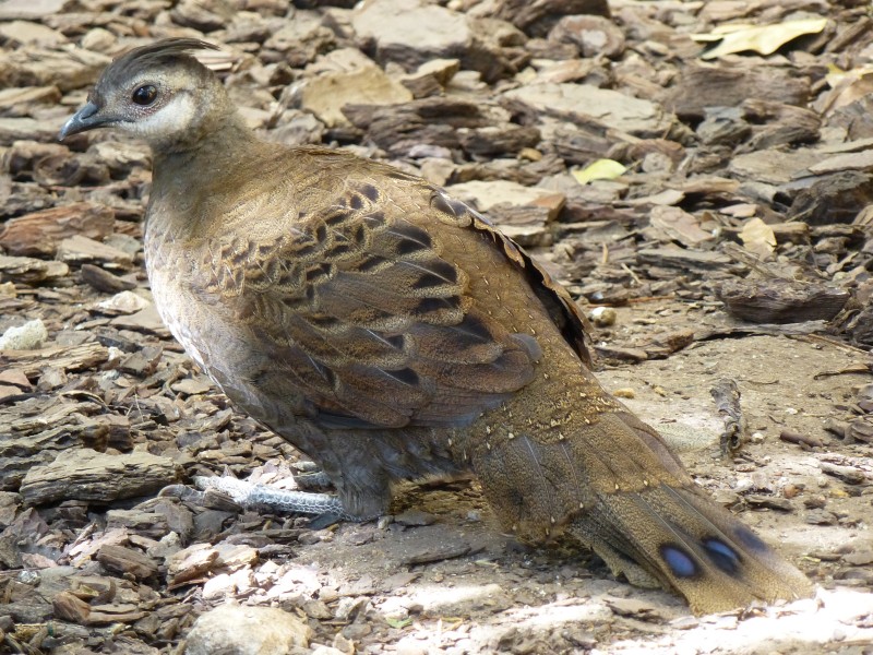 Polyplectron napoleonis-female-Lisbon