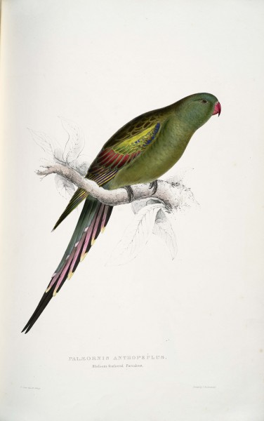 Polytelis anthopeplus -Palæornis anthopeplus Blossom-feathered Parrakeet -female -by Edward Lear 1812-1888