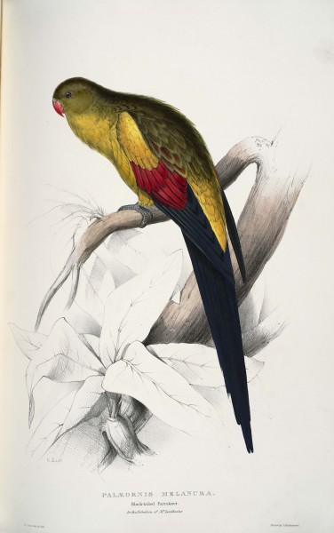 Polytelis anthopeplus -Palaeornis melanura Black-tailed Parrakeet -by Edward Lear 1812-1888