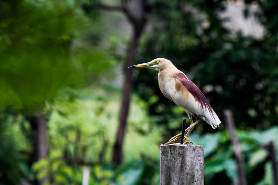 Pond Heron (Ardeola grayii) at Narayanganj, Bangladesh