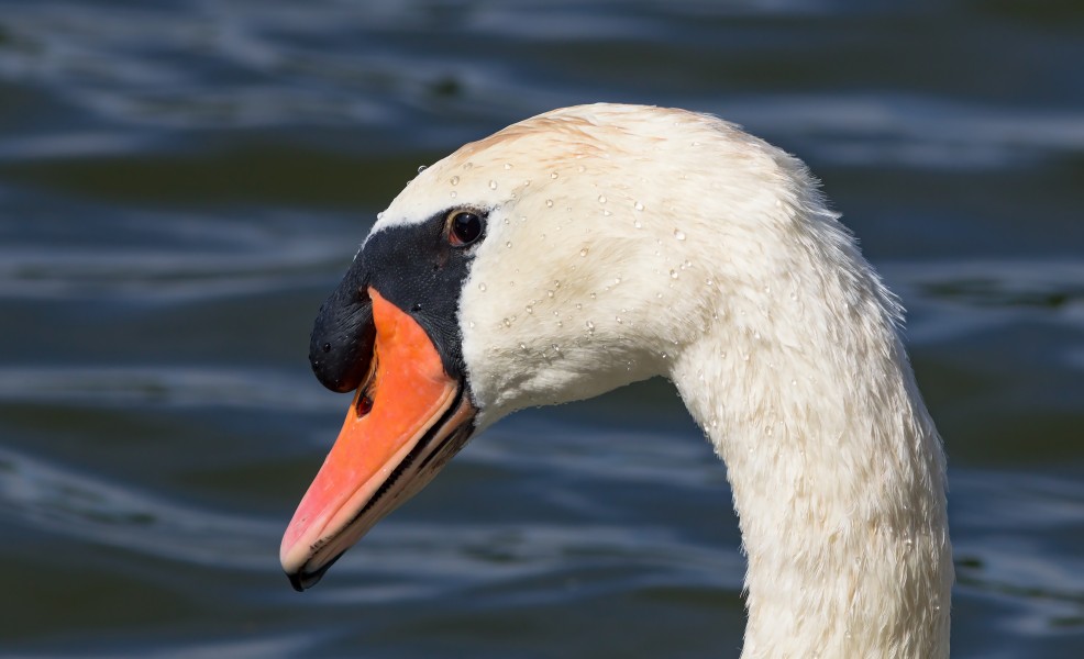 Portrait of a Mute Swan, Nagai Park, Osaka