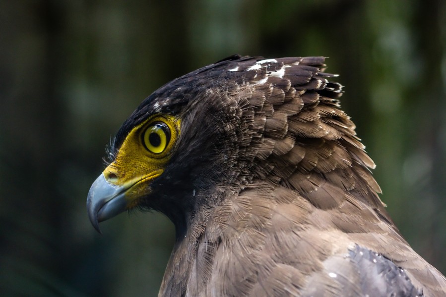Portrait of changeable hawk-eagle (Nisaetus cirrhatus), Gembira Loka Zoo, 2015-03-15
