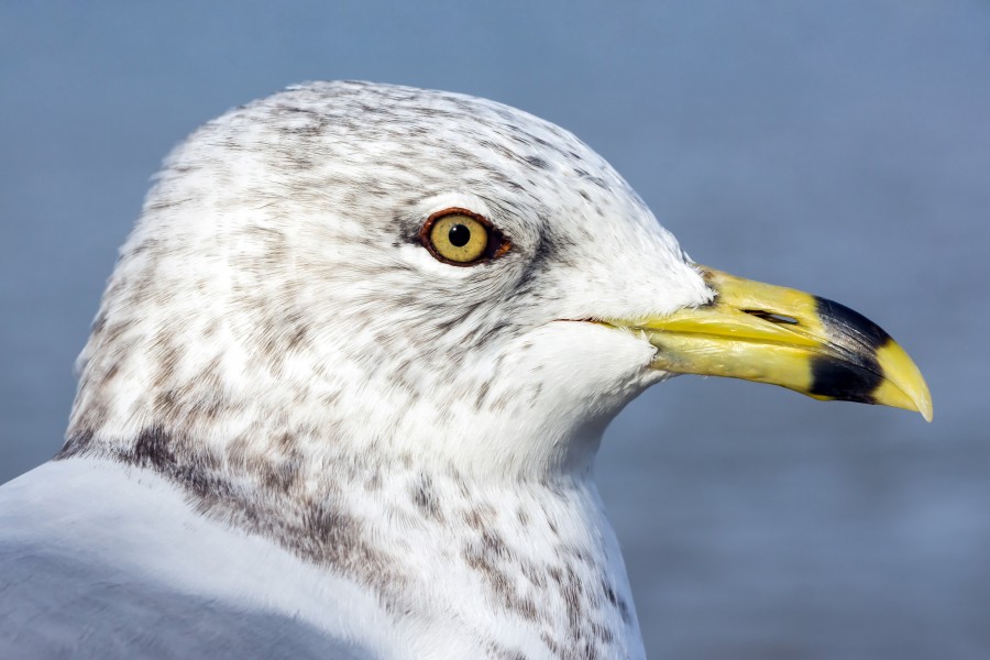 Portrait of ring-billed gull (Larus delawarensis), Windsor, Ontario, 2014-12-07