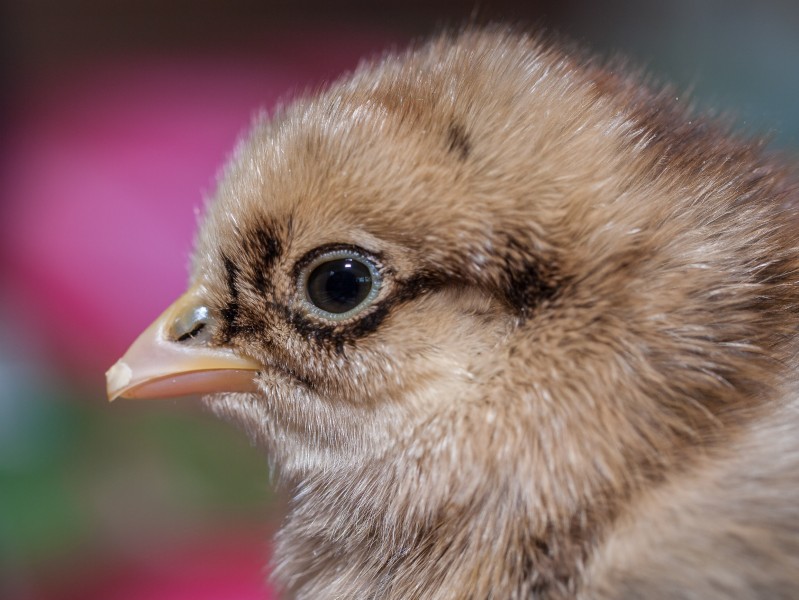 Portret of a 1 day old chicken