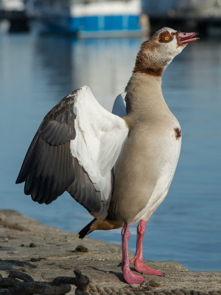 Posing Egyptian goose near Oestrich-Winkel, Germany 20150207 1