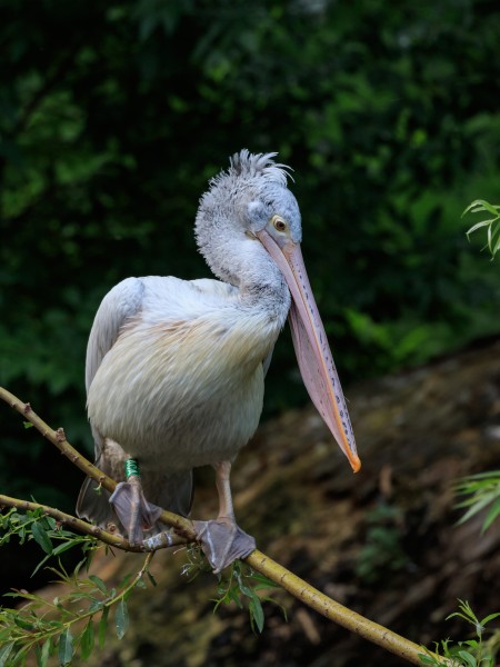 Prague 07-2016 Zoo img13 Pelecanus philippensis