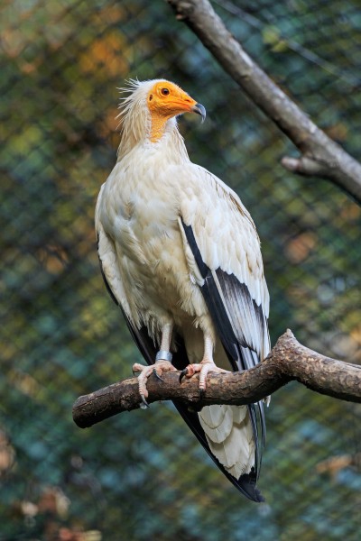 Prague 07-2016 Zoo img15 Neophron percnopterus