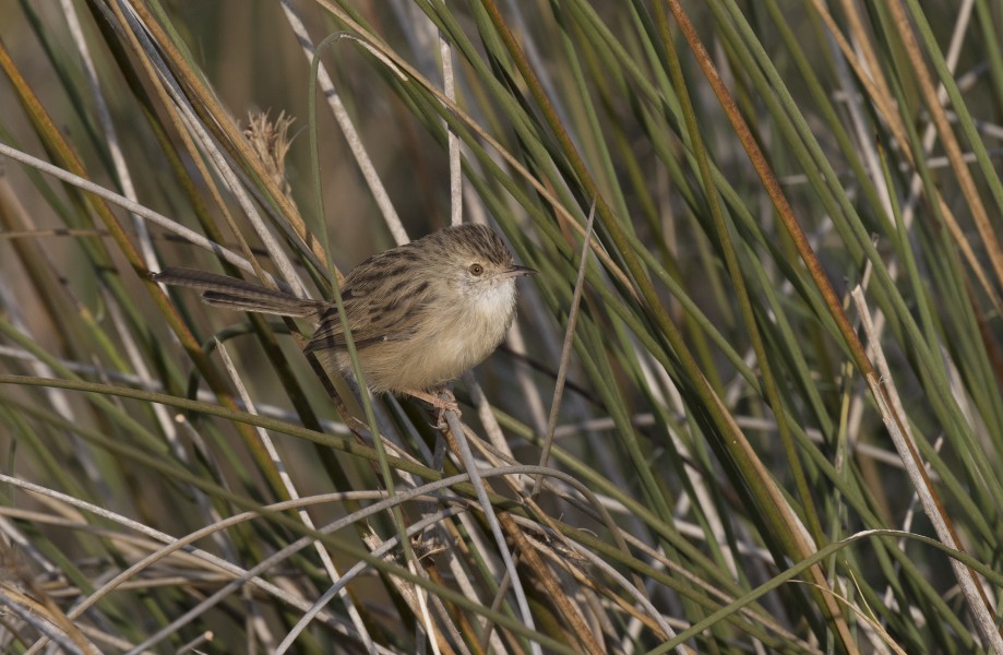 Prinia gracilis - Graceful prinia, Adana 2016 10 28 - 8