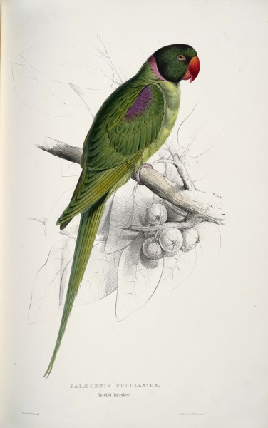 Psittacula eupatria -Palæornis cucullatus Hooded parrakeet -by Edward Lear 1812-1888