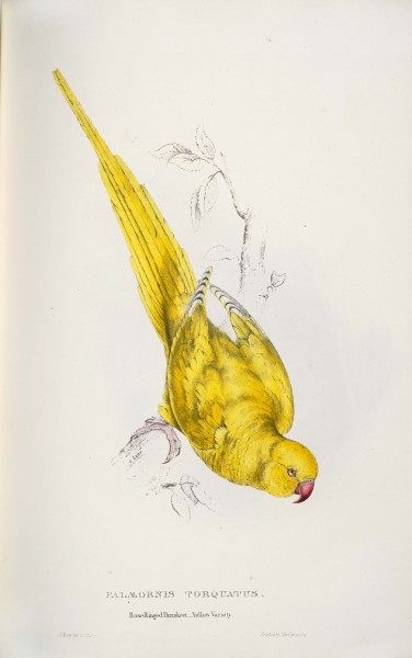 Psittacula krameri -Palaeornis torquatus. Roseringed Parrakeet. Yellow variety -by Edward Lear 1812-1888