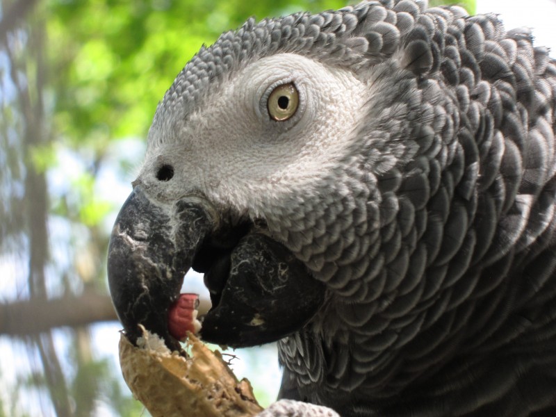 Psittacus erithacus -Tropical Birdland, Leicestershire, England -head-8a