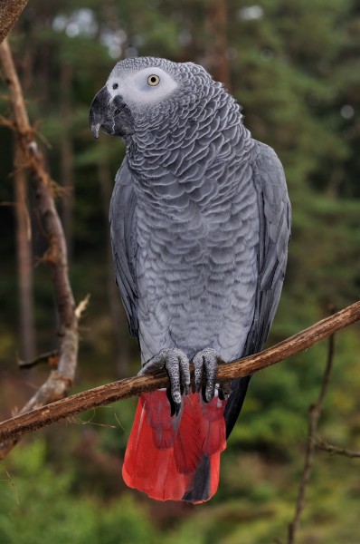 Psittacus erithacus qtl1