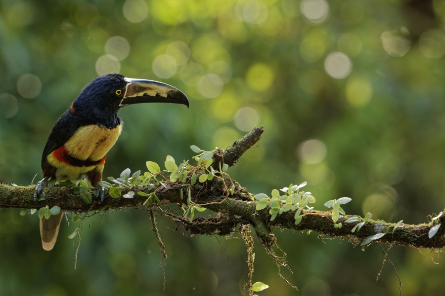 Pteroglossus torquatus Costa Rica