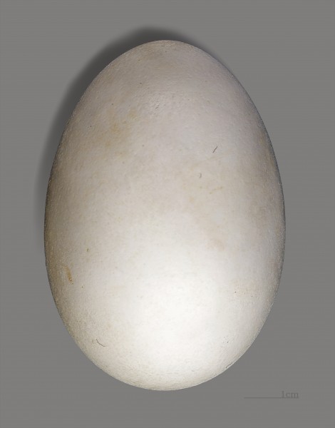 Puffinus pacificus MHNT ZOO 2010 11 42 ilot Lagon Nv.Calédonie de Naurois
