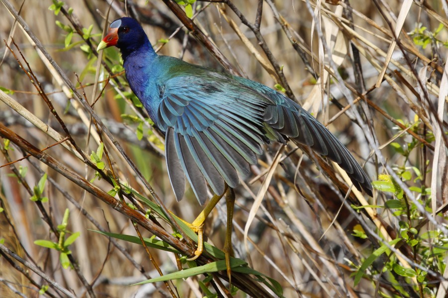 Purple Gallinule - Porphyrio martinica, Everglades National Park, Homestead, Florida