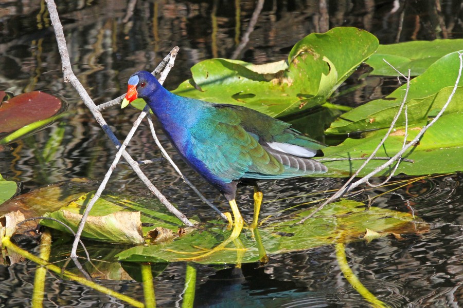 Purple Gallinule - Porphyrio martinicus, Everglades National Park, Homestead, Florida - 16967604070