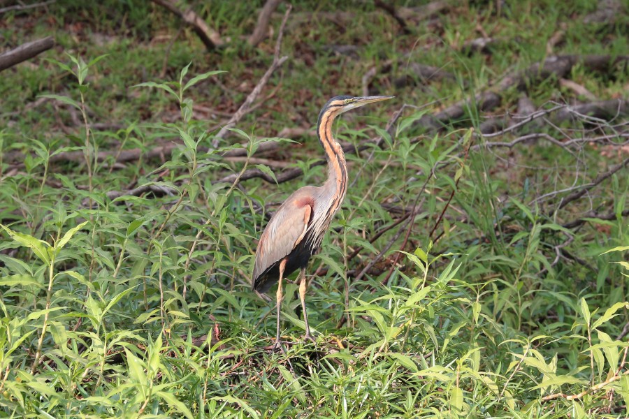 Purple heron in Zimbabwe