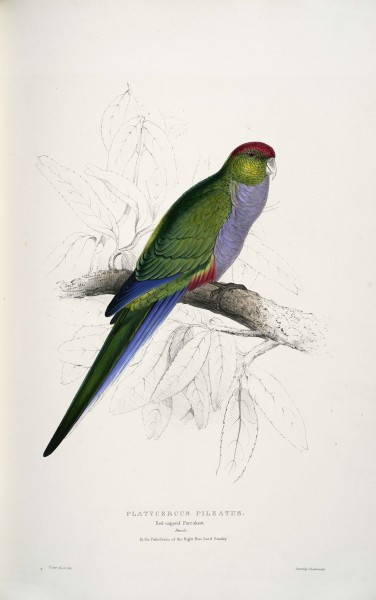 Purpureicephalus spurius -Platycercus pileatus Red-capped Parrakeet -by Edward Lear 1812-1888