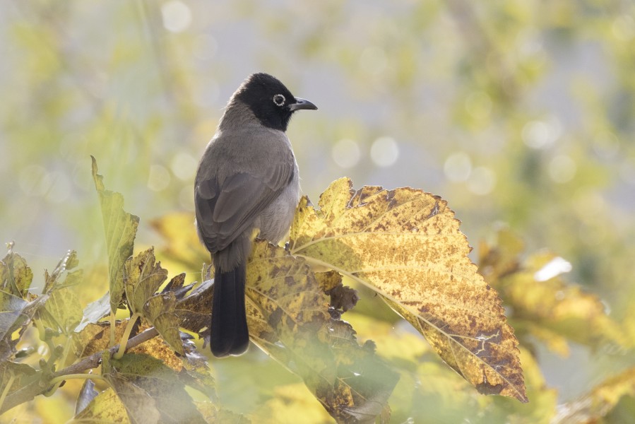 Pycnonotus xanthopygos - Yellow-vented bulbul, Adana 2016-12-05 01-1