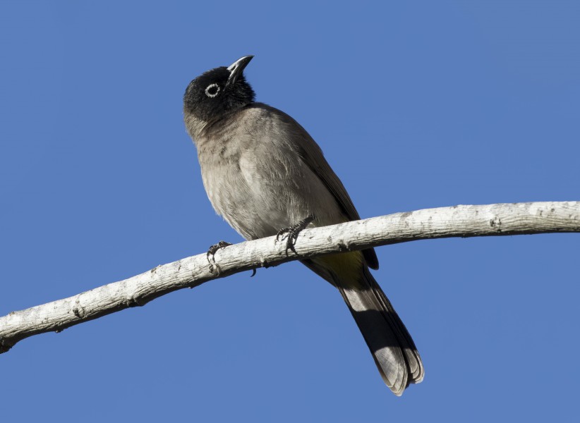 Pycnonotus xanthopygos - Yellow-vented Bulbul, Adana 2016-12-10 02-1