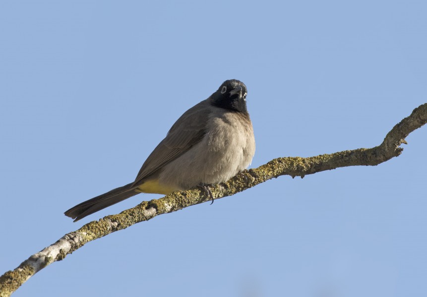 Pycnonotus xanthopygos - Yellow-vented Bulbul, Adana 2016-12-10 05-1