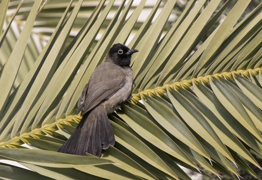 Pycnonotus xanthopygos - Yellow-vented Bulbul, Adana 2016-12-25 01-1