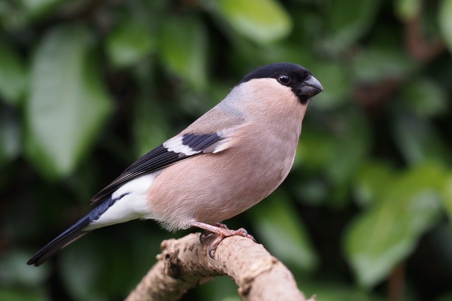 Pyrrhula pyrrhula female 1
