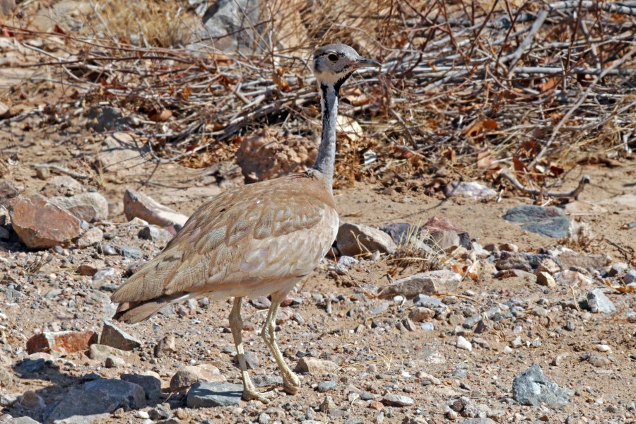 Rüppell's korhaan (Eupodotis rueppellii rueppellii) male