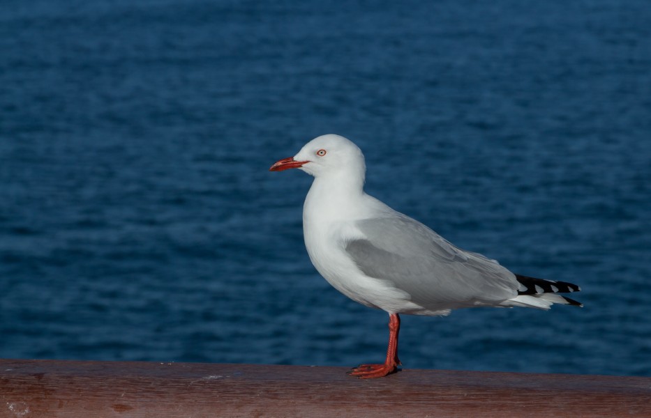 Red-billed gull, New Zealand