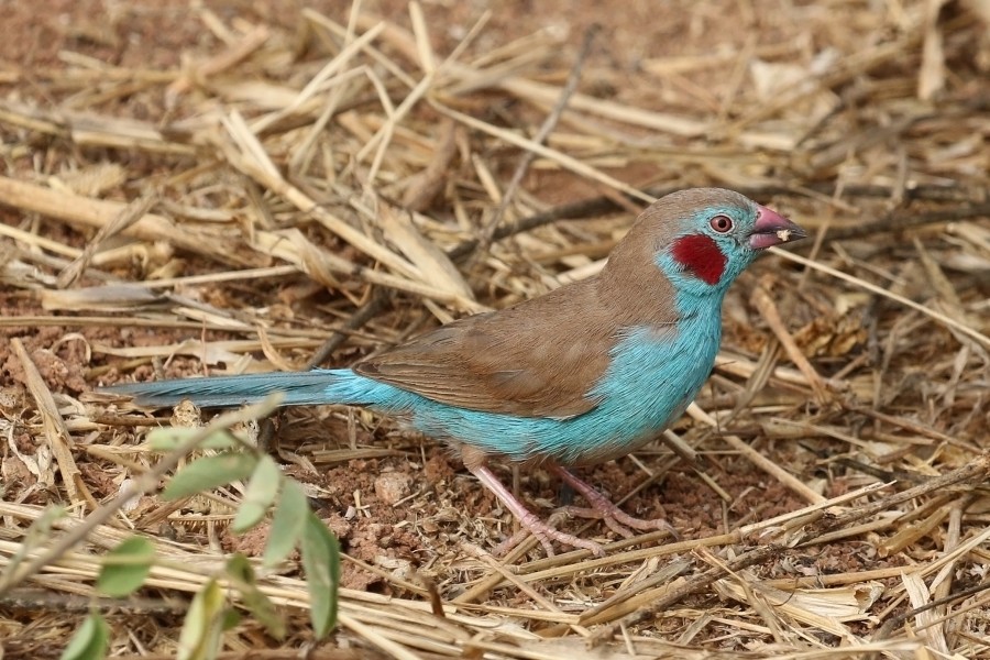 Red-cheeked cordon-bleu (Uraeginthus bengalus bengalus) male