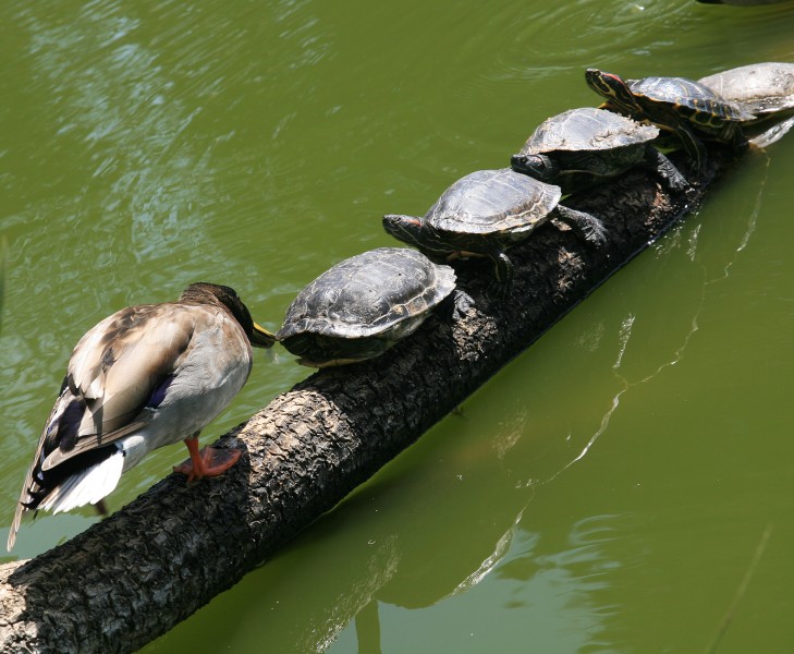Red-eared sliders and Mallard in Golden Gate Park 1
