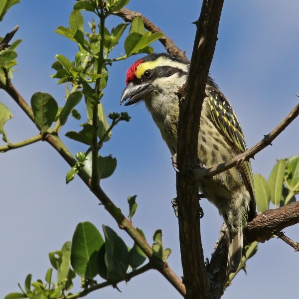 Red-fronted barbet (Tricholaema diademata)