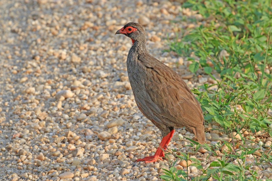 Red-necked spurfowl (Pternistis afer cranchii)