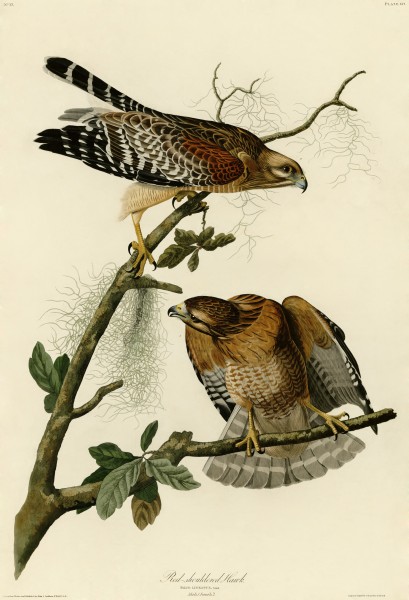 Red-shouldered Hawk (Audubon)
