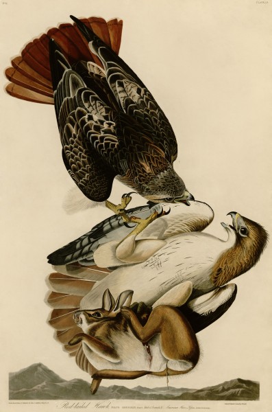 Red-tailed Hawk (Audubon)
