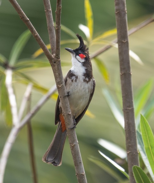 Red-whiskered-bulbul-from-kottayam-kerala-1